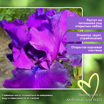 Ирис Дарк Триумф герман высокий
