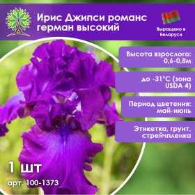Ирис Джипси романс герман высокий