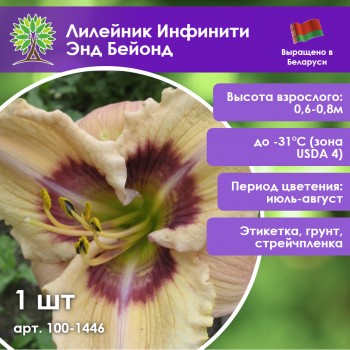 Лилейник Инфинити Энд Бейонд