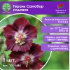 Герань Самобор садовая