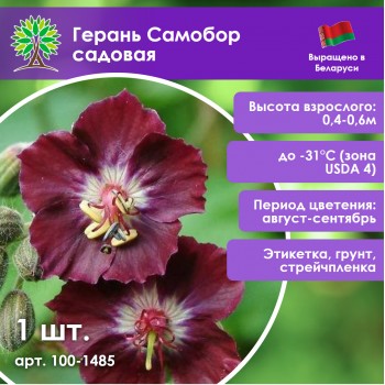 Герань Самобор садовая