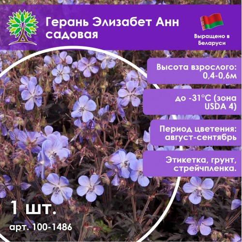Герань Элизабет Анн садовая