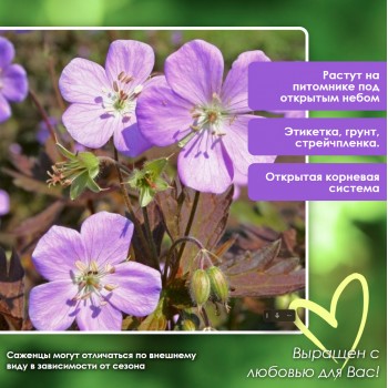Герань Элизабет Анн садовая