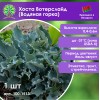 Хоста Вотерслайд (Водяная горка) Хоста Вотерслайд (Водяная горка)