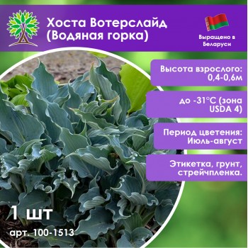 Хоста Вотерслайд (Водяная горка)