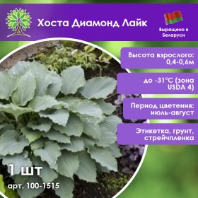 Хоста Диамонд Лайк