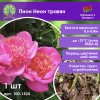 Пион Неон травян