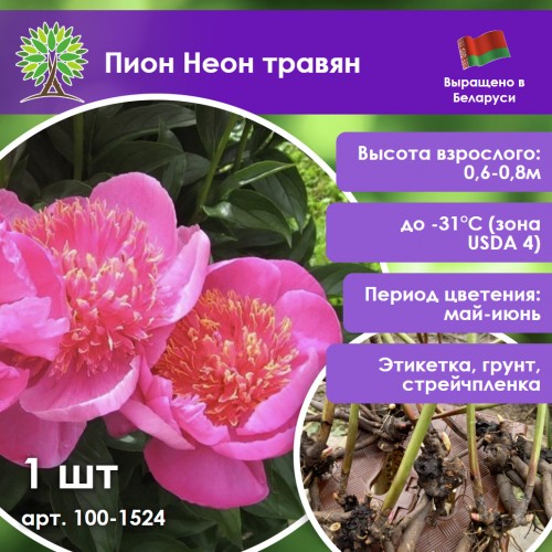 Пион Неон травян