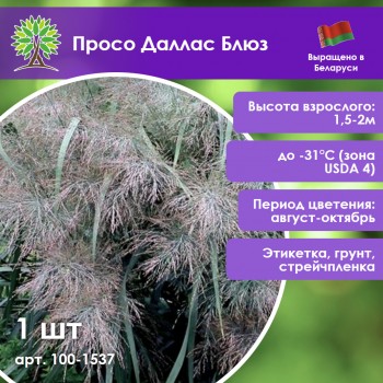 Просо Даллас Блюз