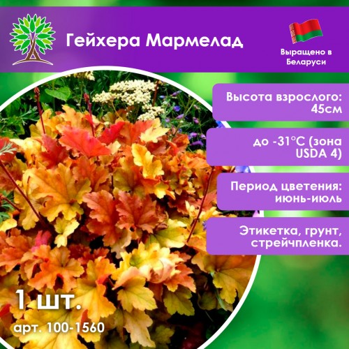 Гейхера Мармелад