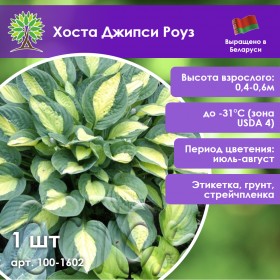 Хоста Джипси Роуз