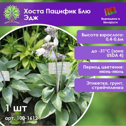 Хоста Пацифик Блю Эдж