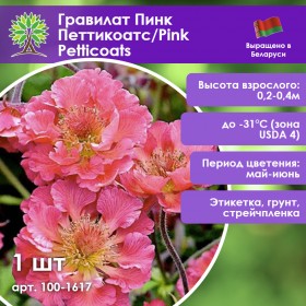 Гравилат Пинк Петтикоатс/Pink Petticoats