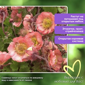 Гравилат Пинк Петтикоатс/Pink Petticoats