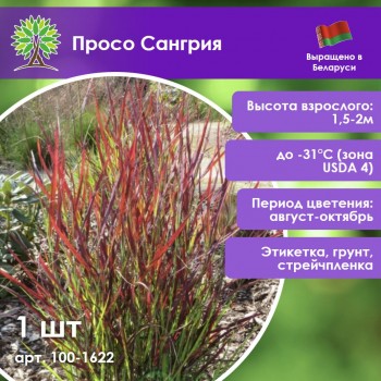 Просо Сангрия