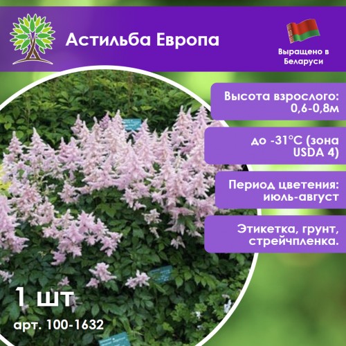 Астильба арендса «Европа»