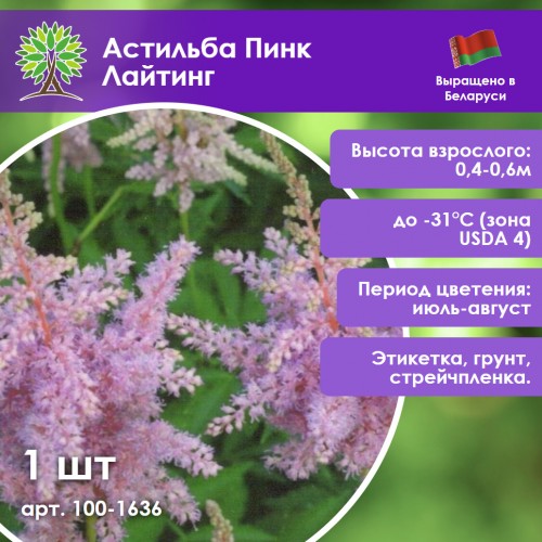 Астильба «Пинк Лайтинг» мини