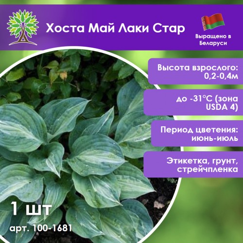 Хоста Май Лаки Стар