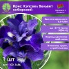 Ирис Хэпсвел Вельвет сибирский