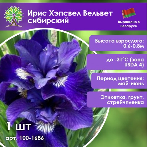 Ирис Хэпсвел Вельвет сибирский