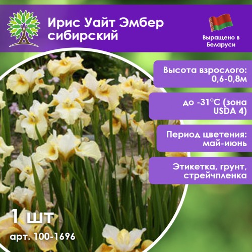 Ирис Уайт Эмбер сибирский
