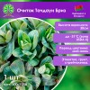 Очиток Тачдаун Бриз