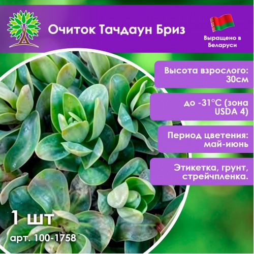 Очиток Тачдаун Бриз