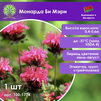 Монарда Би Мэри