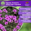 Герань Элворти Айкетчер садовая