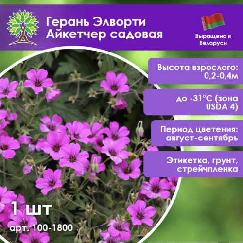 Герань Элворти Айкетчер садовая