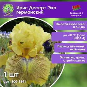Ирис Десерт Эхо германский
