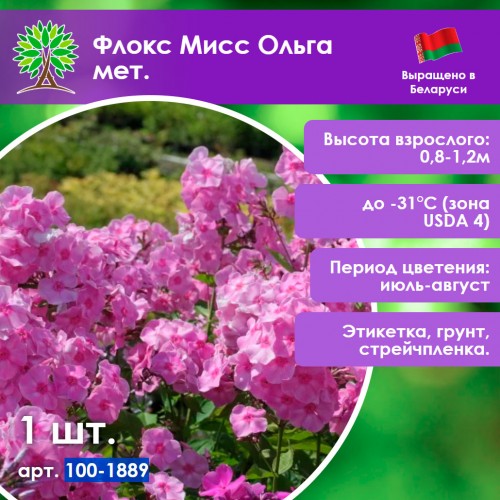 Флокс Мисс Ольга мет.