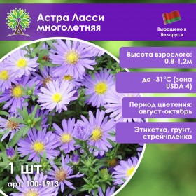 Астра Ласси многолетняя