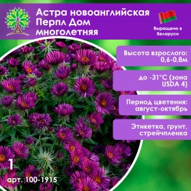 Астра новоанглийская Перпл Дом многолетняя