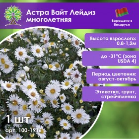 Астра Вайт Лейдиз многолетняя Астра Вайт Лейдиз многолетняя