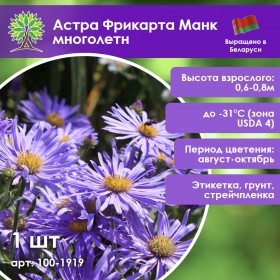 Астра новоанглийская Фрикарта Манк многолетн Астра новоанглийская Фрикарта Манк многолетн