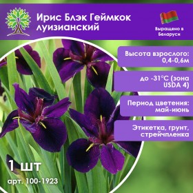 Ирис Блэк Геймкок луизианский