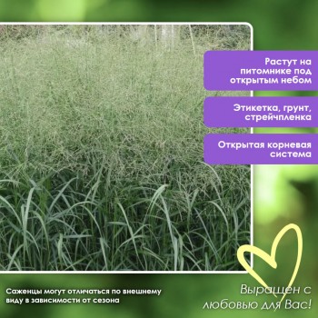 Просо Блю Фонтан