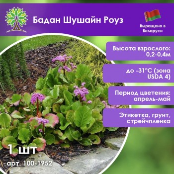 Бадан Шушайн Роуз