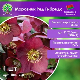 Морозник Ред Гибридс