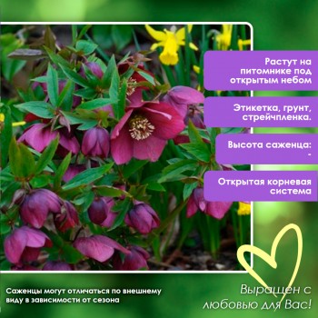 Морозник Ред Гибридс