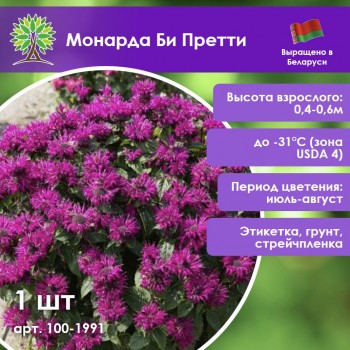 Монарда Би Претти
