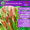 Пеннисетум Ред Хат Пеннисетум Ред Хат