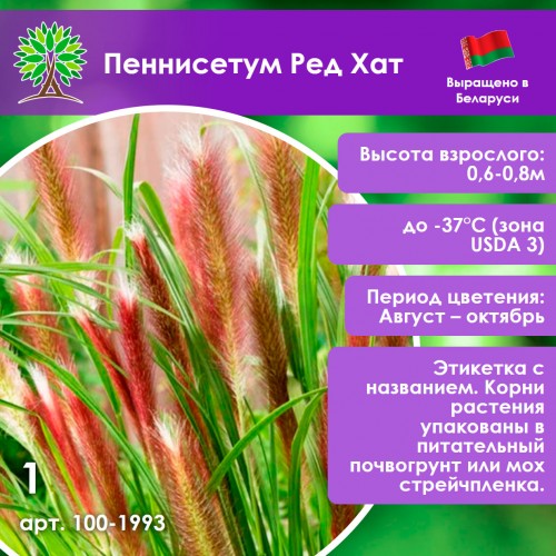 Пеннисетум Ред Хат