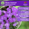 Флокс Кокетка метельчатый Флокс Кокетка метельчатый
