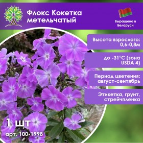 Флокс Кокетка метельчатый