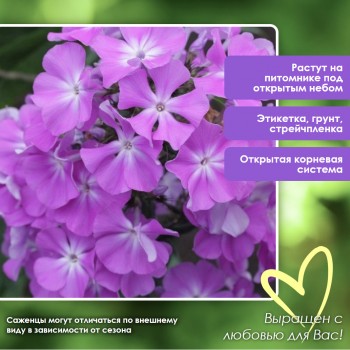 Флокс Кокетка метельчатый