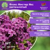 Флокс Мистер Икс метельчатый Флокс Мистер Икс метельчатый