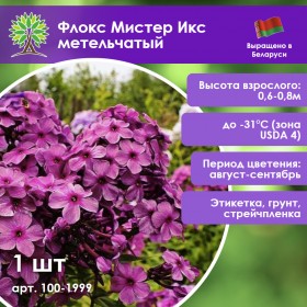Флокс Мистер Икс метельчатый