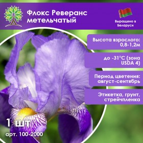 Флокс Реверанс метельчатый